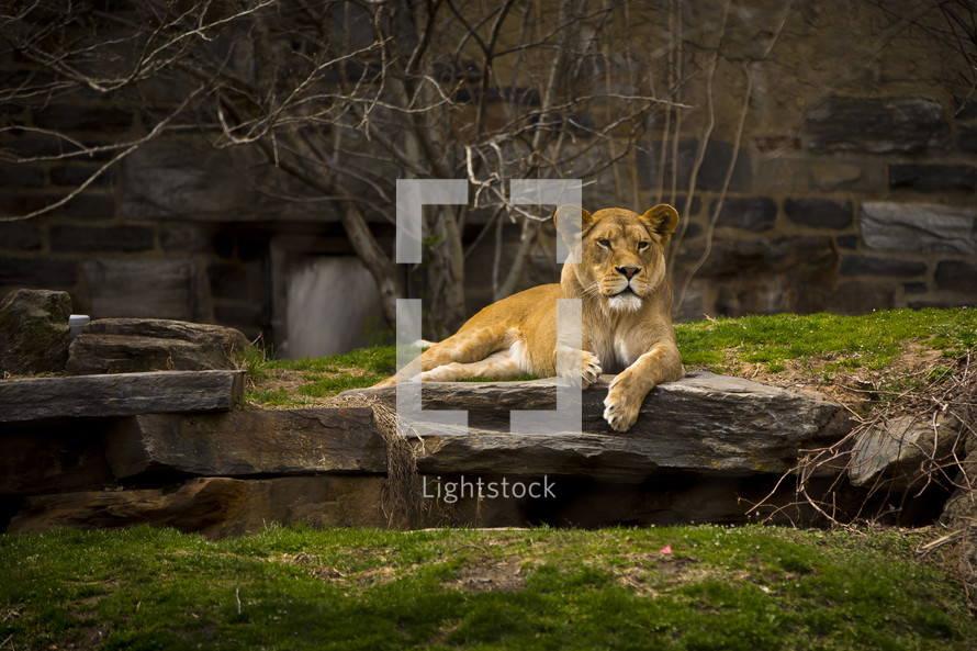 resting lioness 