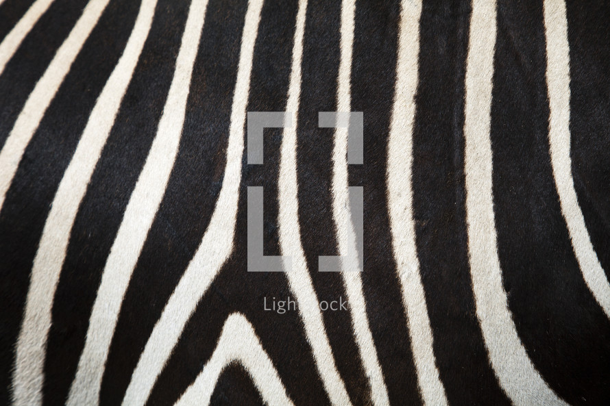 zebra print 