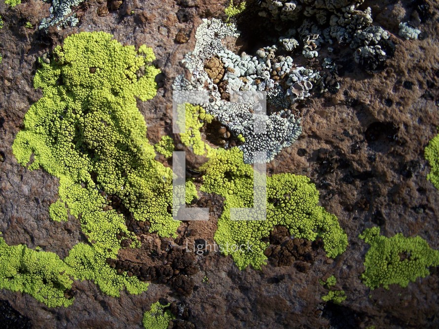 Moss on rocks