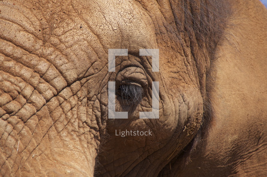 Close up of elephant's eye. Africa wild life.
