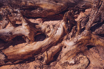 old fallen trees in a canyon 