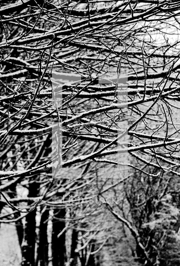 snow on the branches of winter trees