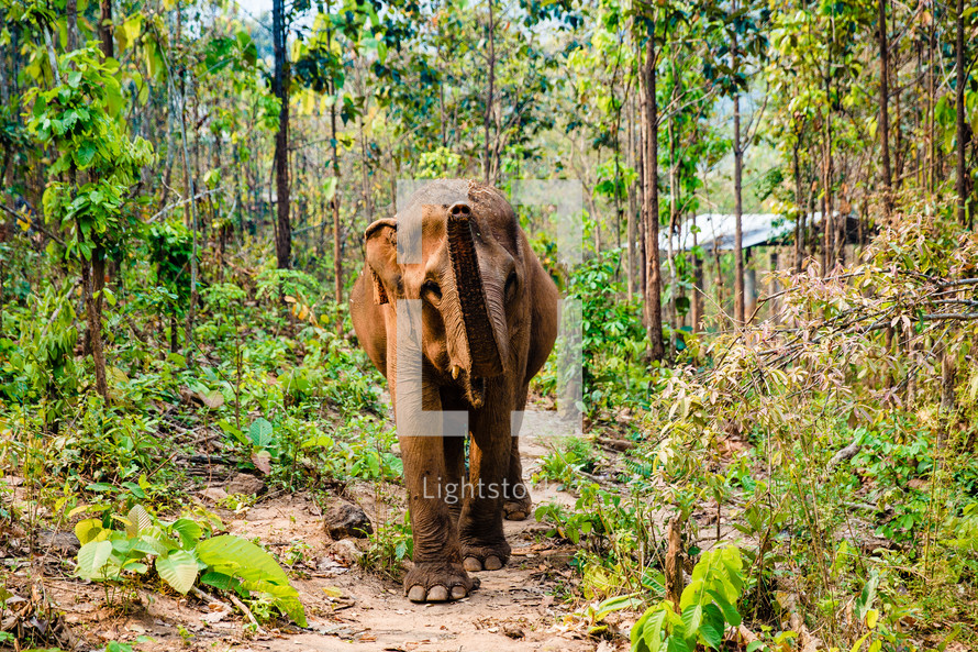 elephant walking along a path through a jungle in Southeast Asia 