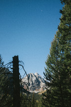 rugged mountain peak view through trees in a forest 