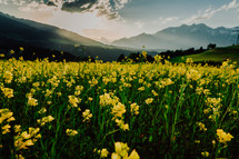 yellow flowers and mountain landscape in Austria