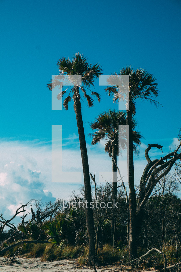 palm tree and a blue sky 