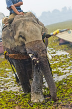 man riding an elephant 
