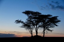silhouettes of a tree at sunset 