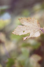 fall leaf against a blurry background 