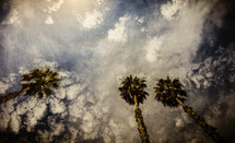 California palms reaching skyward