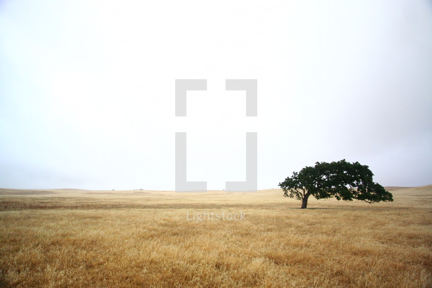 tree in isolation in a field
