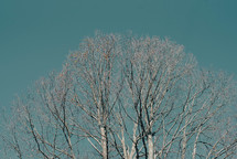 frost winter tree 