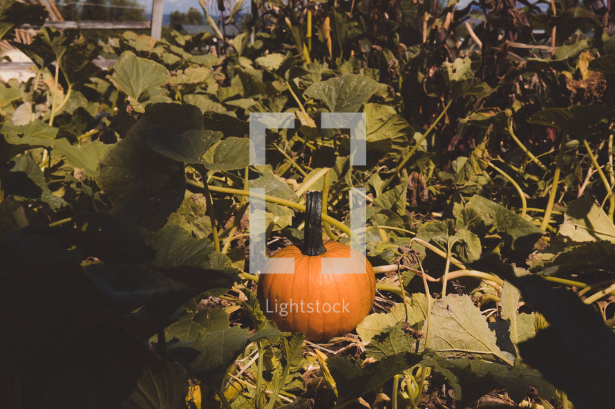 fall pumpkin in a pumpkin patch 