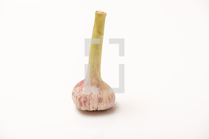 One garlic with a stem on a white isolated background
