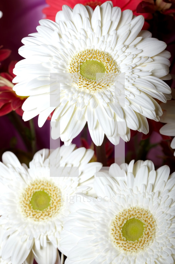 white gerber daisies 