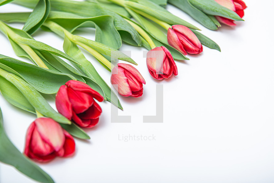 Flat lay of red tulips isolated on white for one corner side with copy space