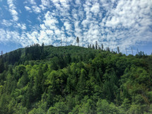 trees on a mountain 