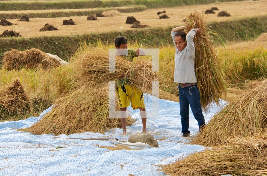 men carrying bundles of hay 