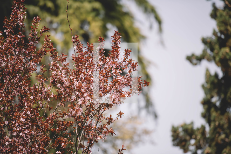 Flowering branches of a tree