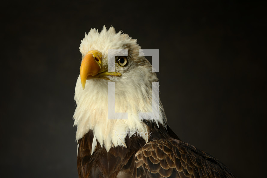 head of a bald eagle 