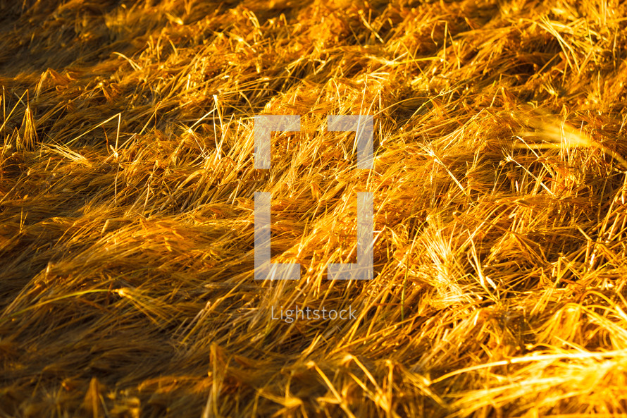 flattened wheat 