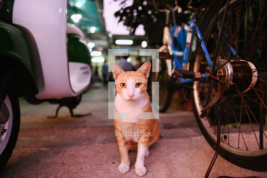 cat between parked scooters and bikes 