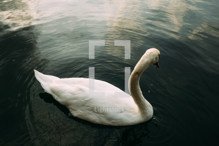 swan on a lake 