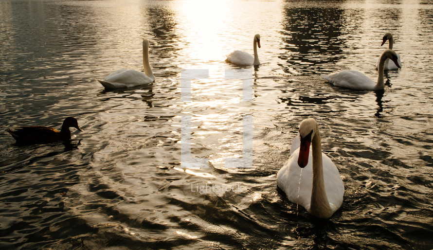 swans and ducks on lake Eola