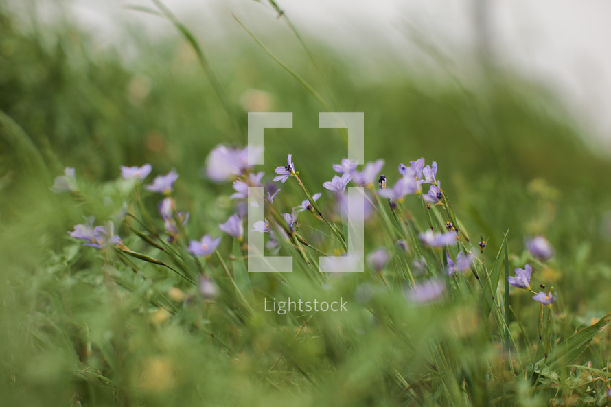 Purple flowers in a green grass field