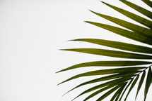 palm frond against a white background 