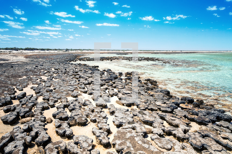 Stromatolites in a beach in Australia 