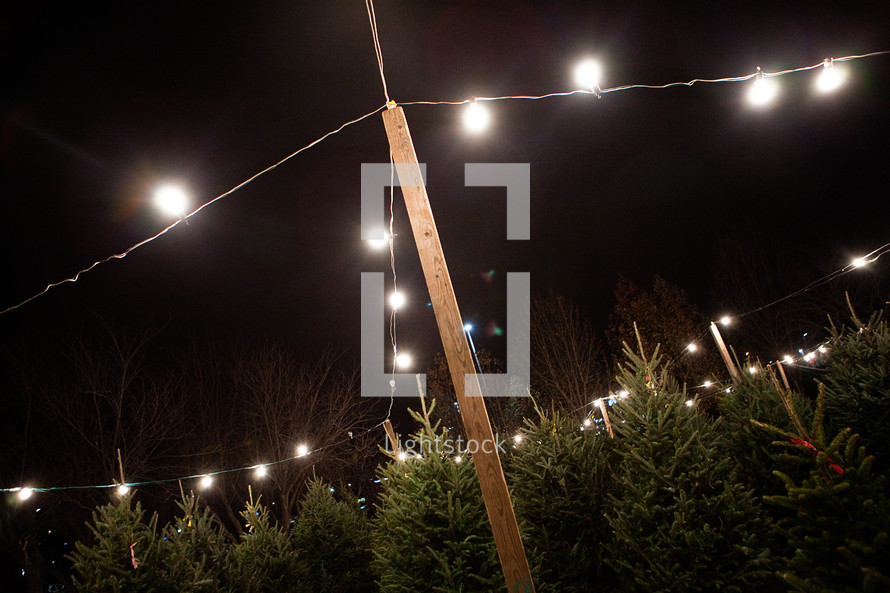 lights over a Christmas tree lot