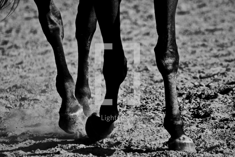 galloping horse hooves