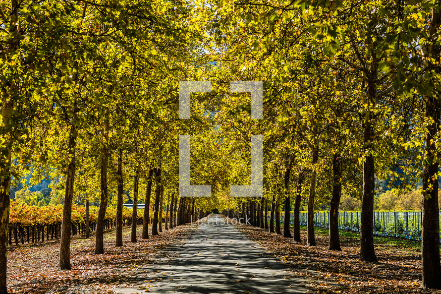 Park trail, tree lined covered driveway vineyard winery napa valley road fall leaves