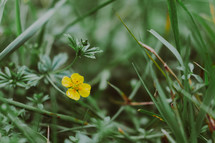 yellow flower in grass 