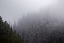 trees on a mountainside in fog 