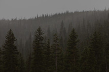 fog over tree tops in a forest 