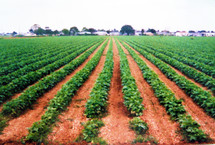 rows of crops on  farm land 