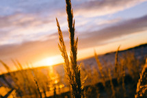 golden sea oats at sunset 