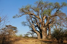 The 'Big Tree', Zimbabwe. Baobab tree, possibly 2,000 years old. 