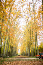 fall trees in France 