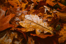 wet fall leaf on the ground 