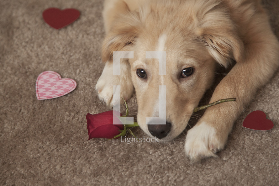 a puppy holding a rose for Valentines Day 