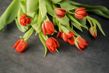 bouquet of red tulips 