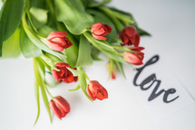 red tulips and the word love 