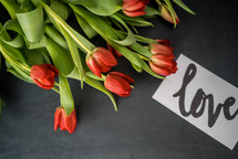 red tulips and the word love 