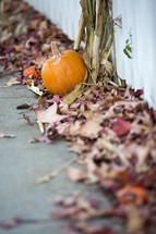 fall leaves and a pumpkin along a sidewalk 