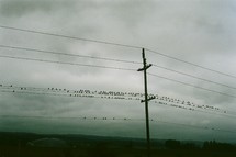 Birds on a telephone line under a stormy sky.