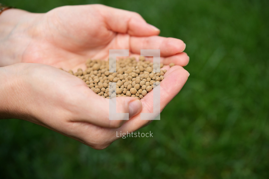cupped hands with mustard seeds 
