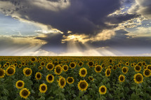 The sun sets along the Colorado front range with rows of harvested sunflowers glowing in the sunset light